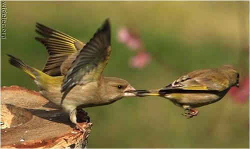 behzad&nbsp;ekhtyari